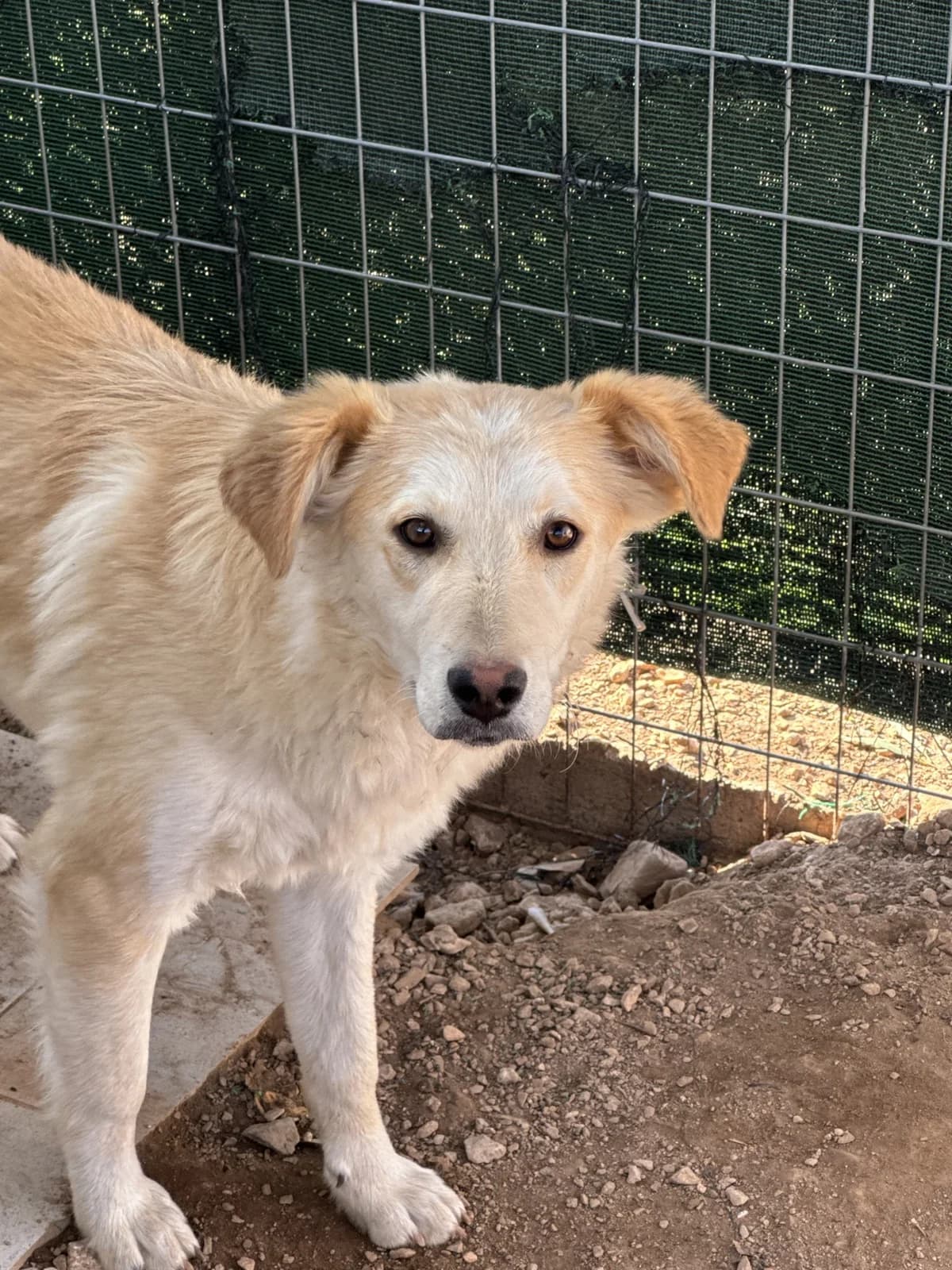Dafni (Δάφνη),  Mixed Breed for adoption at ZEIL — Ζωοφιλική Ένωση Ηλιούπολης, Helioupoli (Athens)