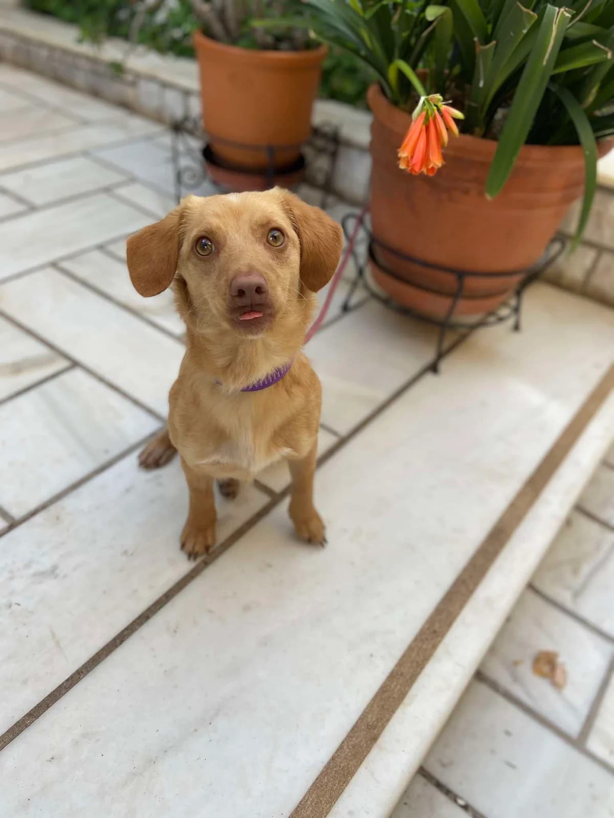 Kiku,  Mixed Breed for adoption at ZEIL — Ζωοφιλική Ένωση Ηλιούπολης, Helioupoli (Athens)