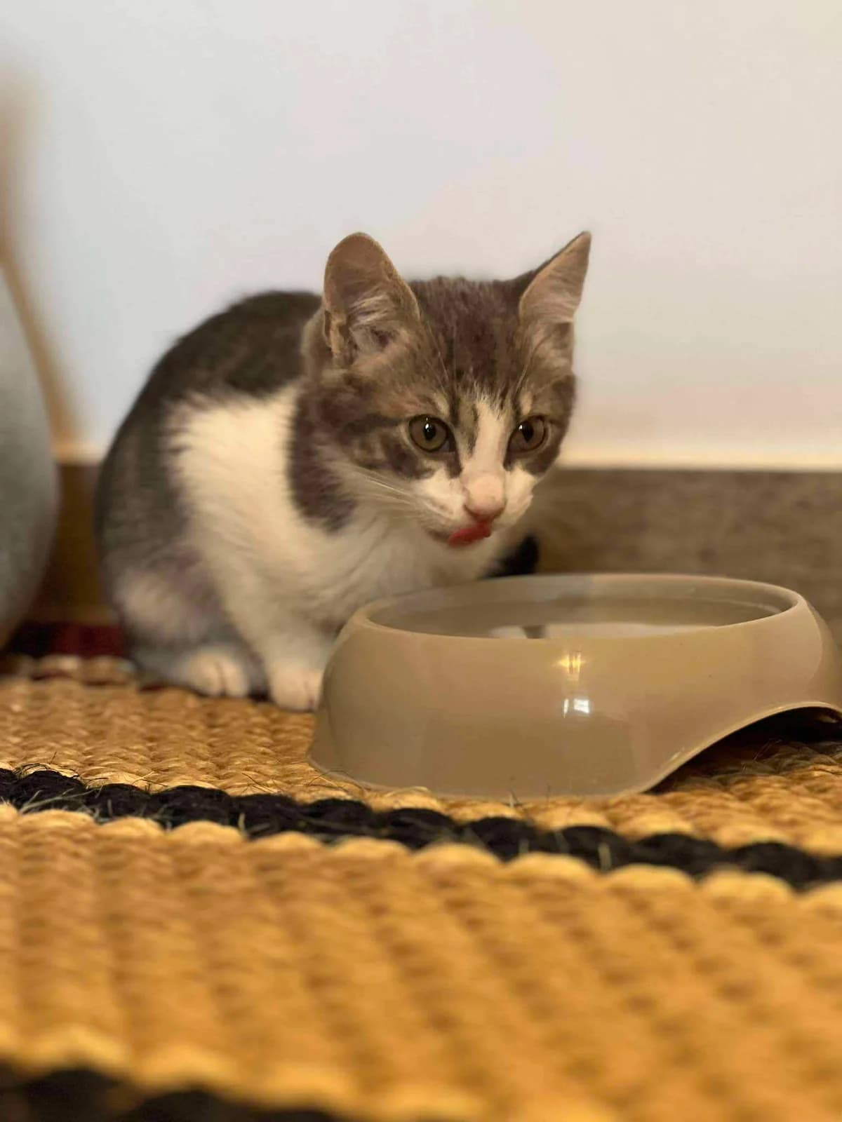 Όlaf (Όλαφ),  Mixed Breed for adoption at ZEIL — Ζωοφιλική Ένωση Ηλιούπολης, Helioupoli (Athens)