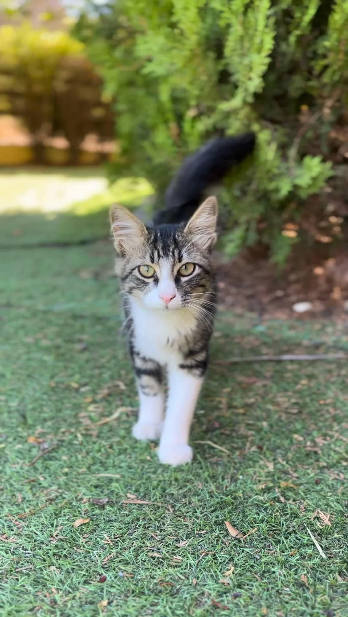 Rio (Ρίο),  Mixed Breed for adoption at ZEIL — Ζωοφιλική Ένωση Ηλιούπολης, Helioupoli (Athens)