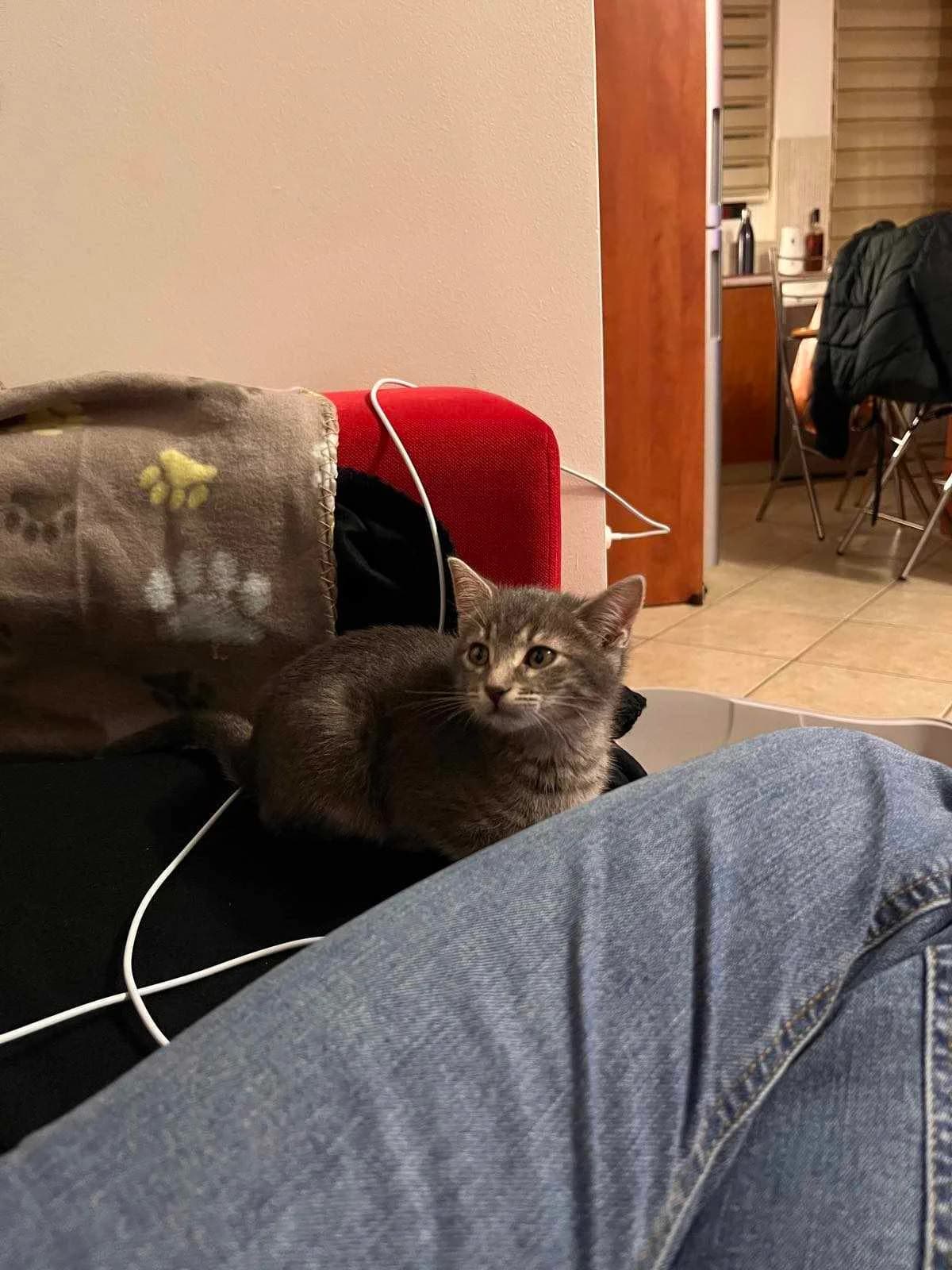 Sinter (Σίντερ),  Mixed Breed for adoption at ZEIL — Ζωοφιλική Ένωση Ηλιούπολης, Helioupoli (Athens)