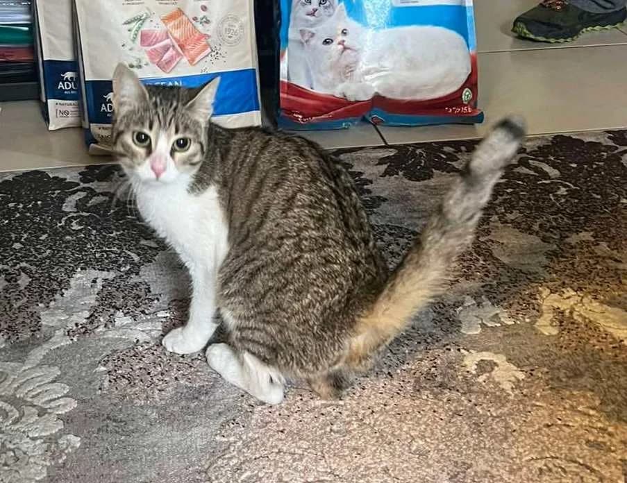 Fofo (Φωφώ),  Mixed Breed for adoption at ZEIL — Ζωοφιλική Ένωση Ηλιούπολης, Helioupoli (Athens)