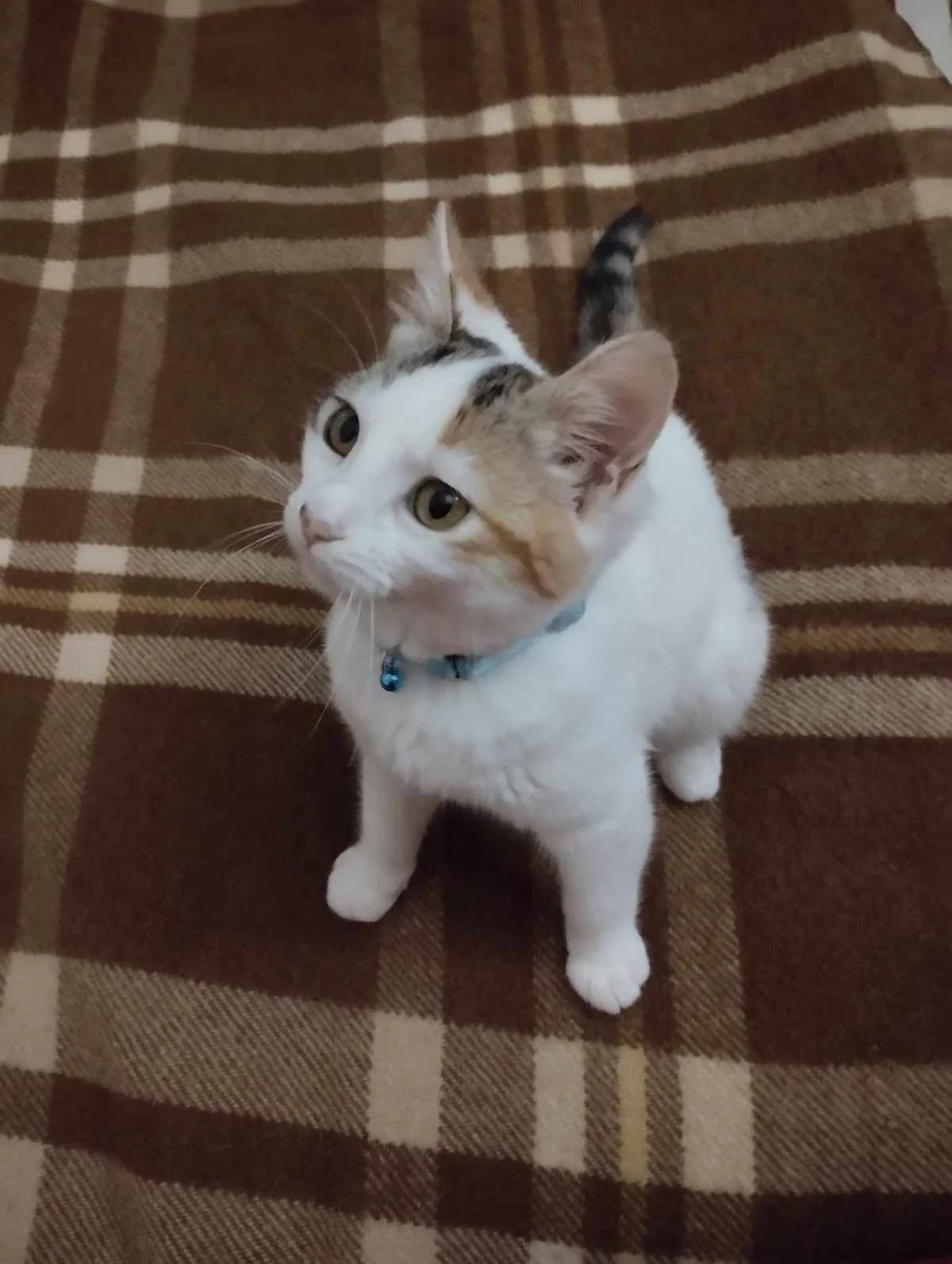 Tzasmin (Τζάσμιν),  Mixed Breed for adoption at ZEIL — Ζωοφιλική Ένωση Ηλιούπολης, Helioupoli (Athens)