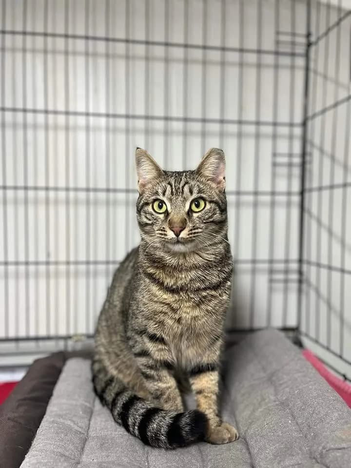 Fontas (Φώντας),  Mixed Breed for adoption at ZEIL — Ζωοφιλική Ένωση Ηλιούπολης, Helioupoli (Athens)
