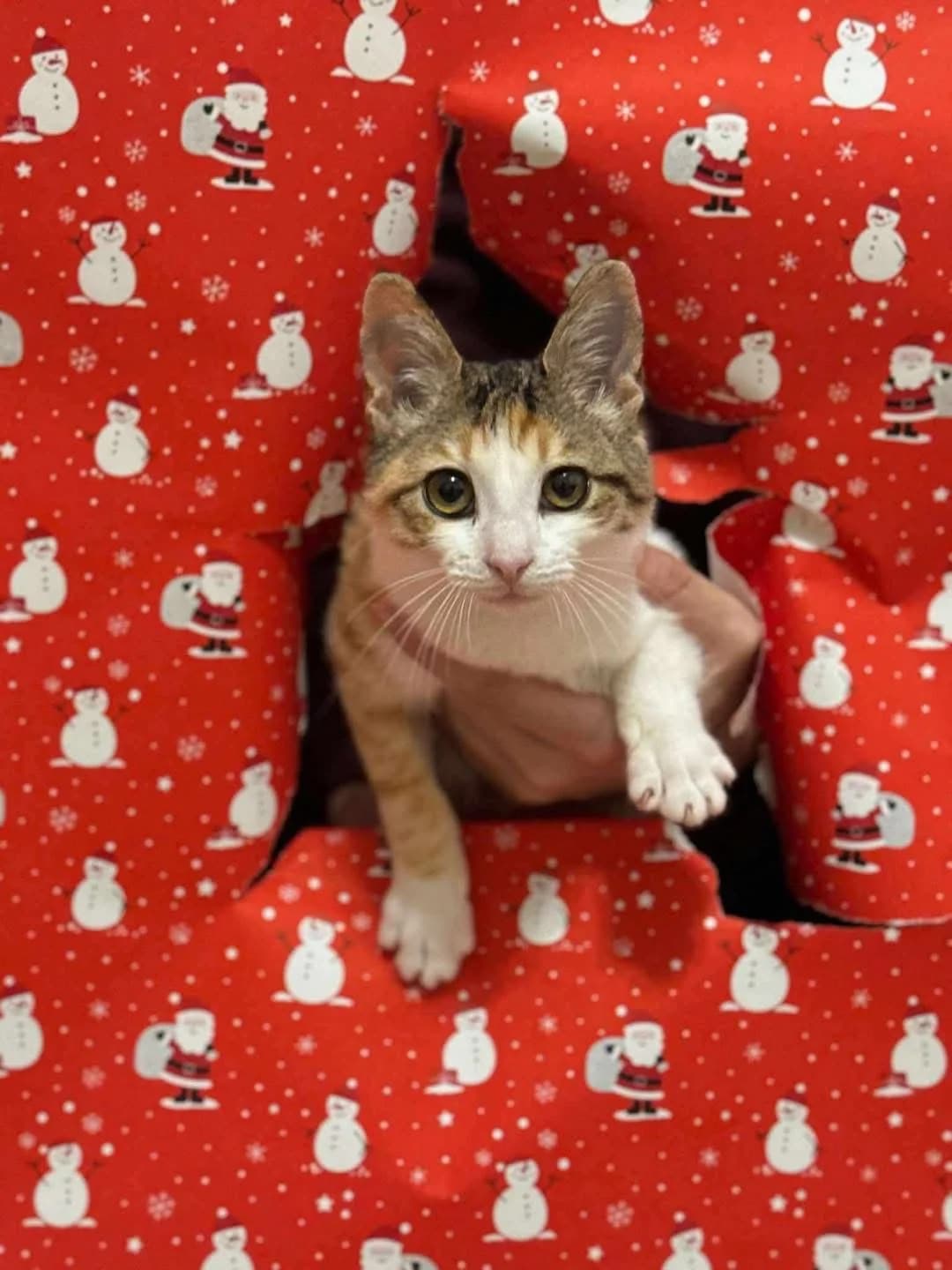 Erato (Ερατώ),  Mixed Breed for adoption at ZEIL — Ζωοφιλική Ένωση Ηλιούπολης, Helioupoli (Athens)