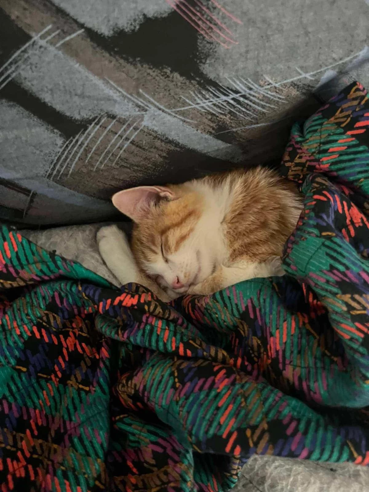 Calvin,  Mixed Breed for adoption at ZEIL — Ζωοφιλική Ένωση Ηλιούπολης, Helioupoli (Athens)