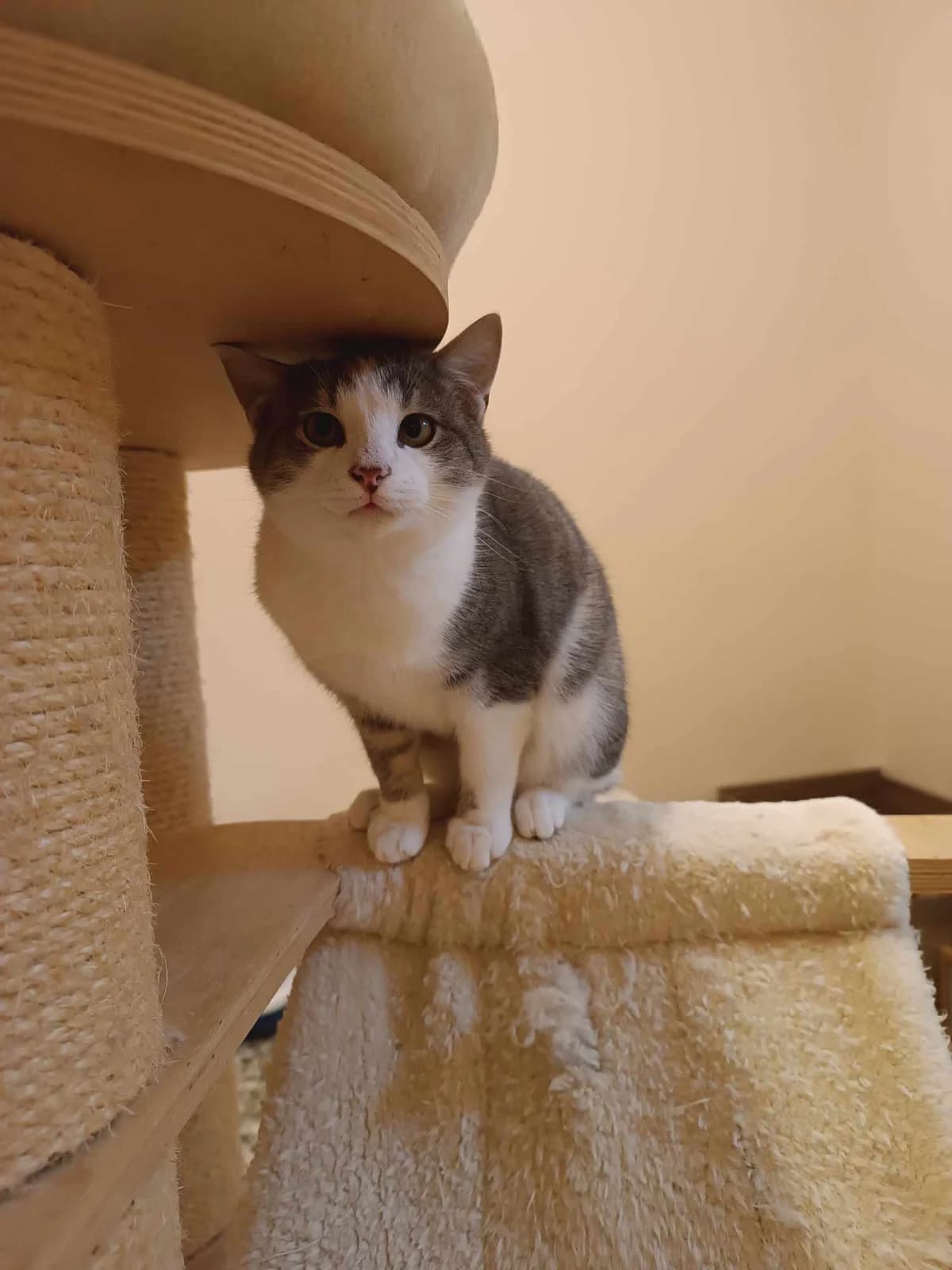 Mpily (Μπίλυ), Mixed Breed for adoption at ZEIL — Ζωοφιλική Ένωση Ηλιούπολης, Helioupoli (Athens)