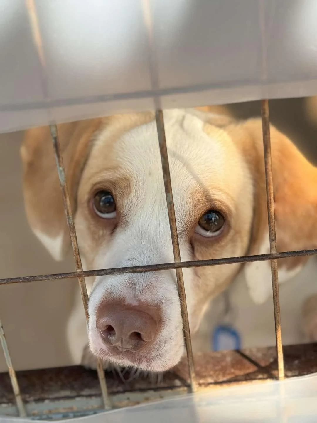 Kanelos (Κανέλος), Mixed Breed for adoption at ZEIL — Ζωοφιλική Ένωση Ηλιούπολης, Helioupoli (Athens)