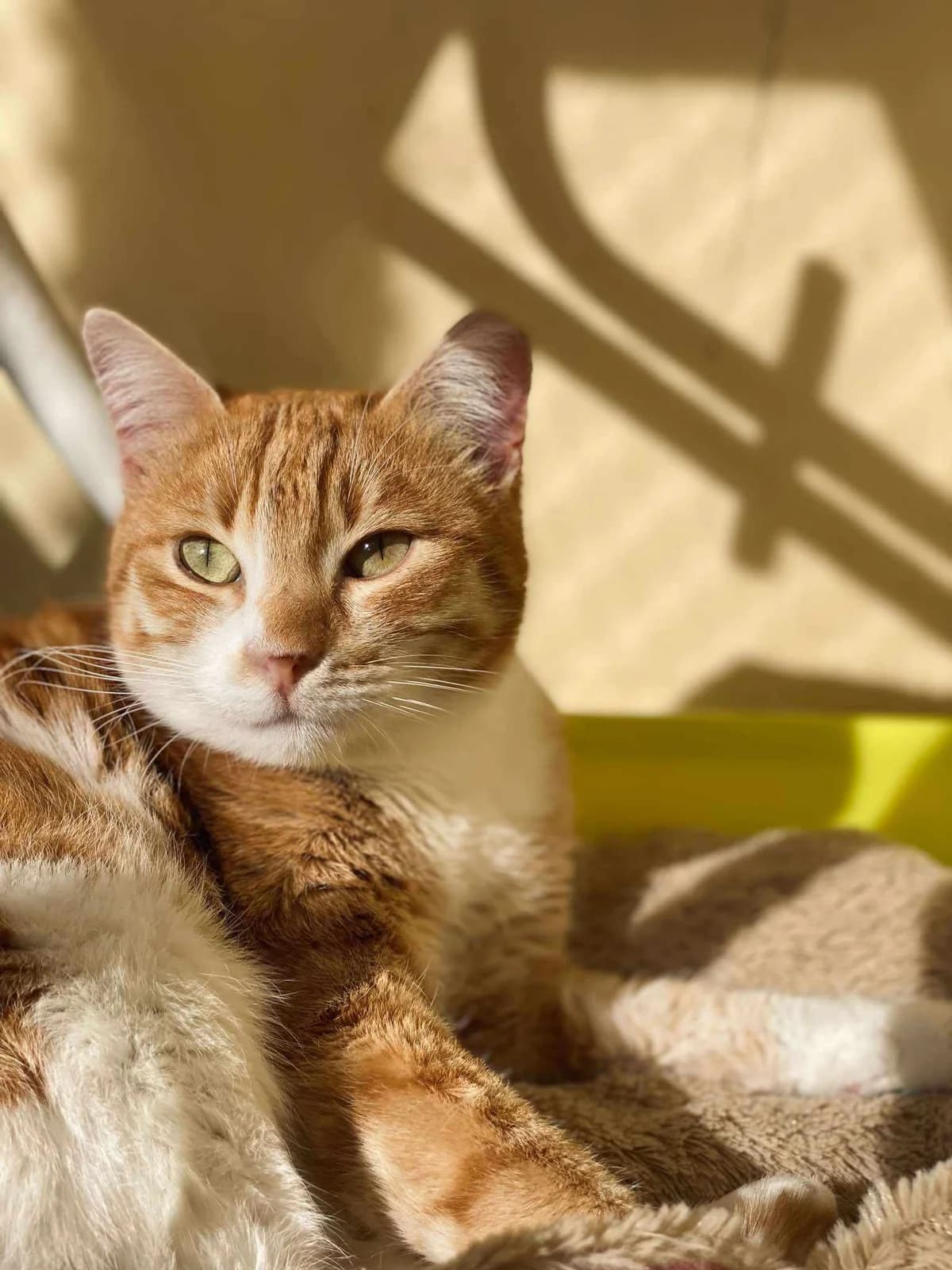 Έrrika (Έρρικα), Mixed Breed for adoption at ZEIL — Ζωοφιλική Ένωση Ηλιούπολης, Helioupoli (Athens)