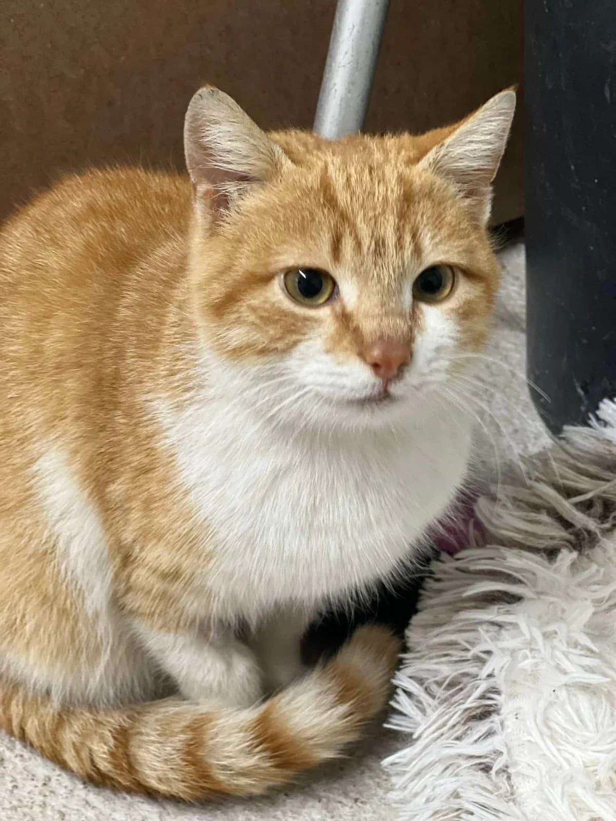 Tzoni (Τζόνι), Mixed Breed for adoption at ZEIL — Ζωοφιλική Ένωση Ηλιούπολης, Helioupoli (Athens)