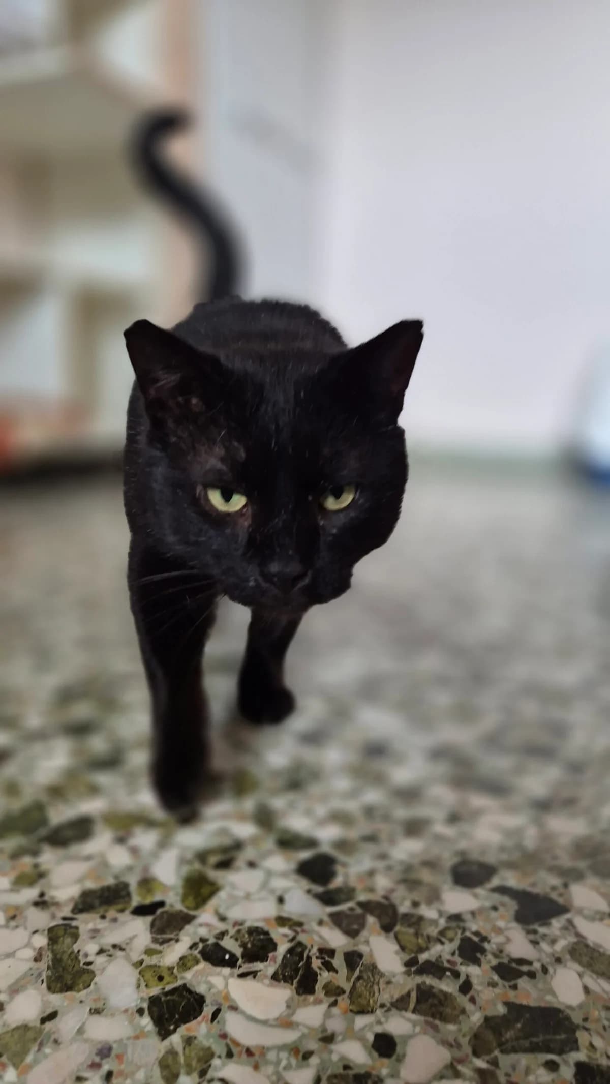 Puma Junior, Mixed Breed for adoption at ZEIL — Ζωοφιλική Ένωση Ηλιούπολης, Helioupoli (Athens)