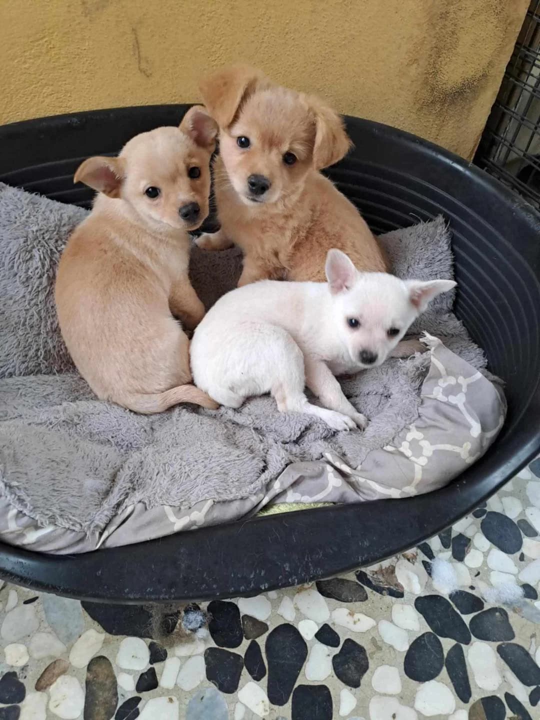 Natalie – Alex – Dylan, Mixed Breed for adoption at ZEIL — Ζωοφιλική Ένωση Ηλιούπολης, Helioupoli (Athens)