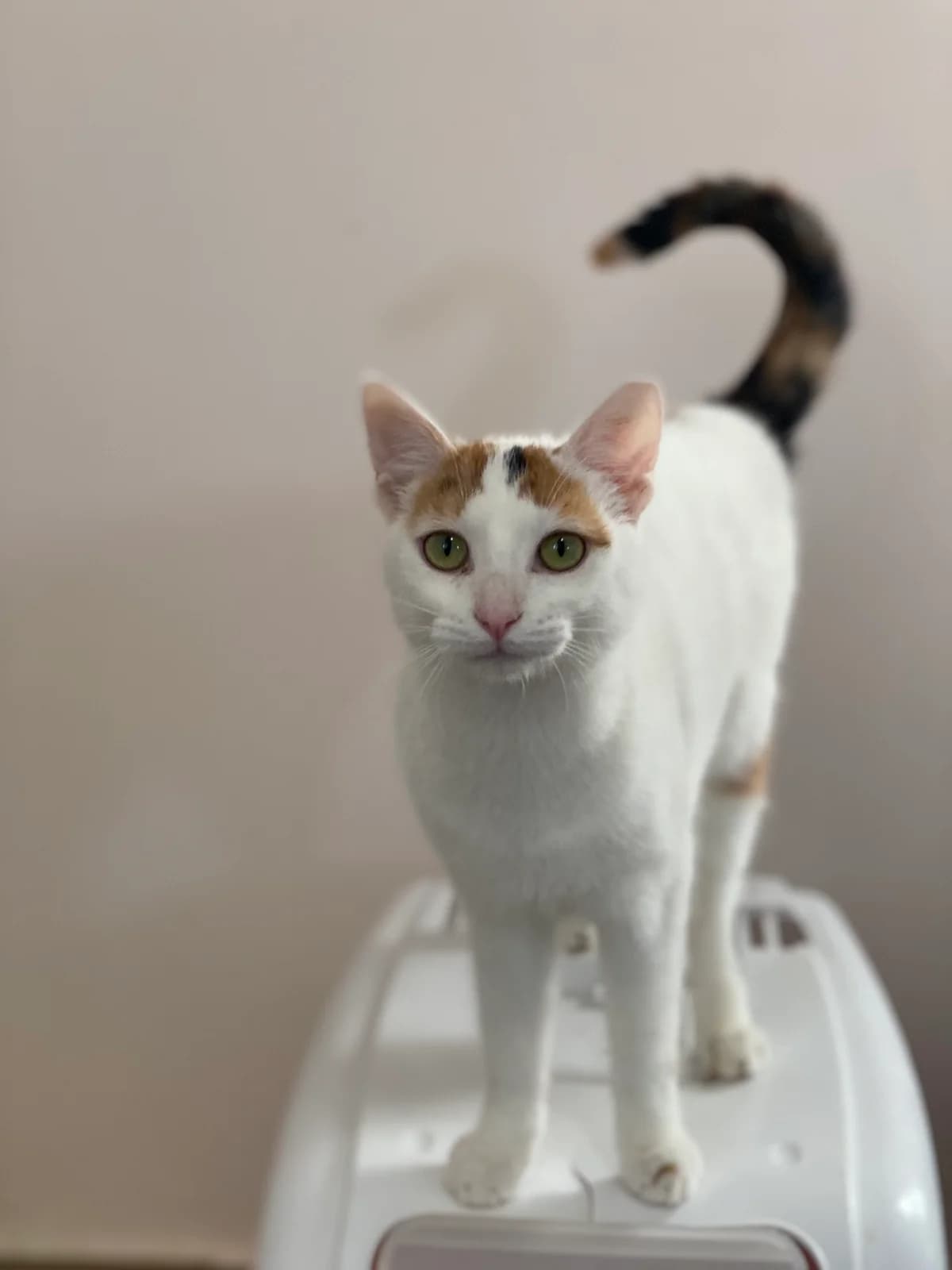 Thelma (Θέλμα), Mixed Breed for adoption at ZEIL — Ζωοφιλική Ένωση Ηλιούπολης, Helioupoli (Athens)