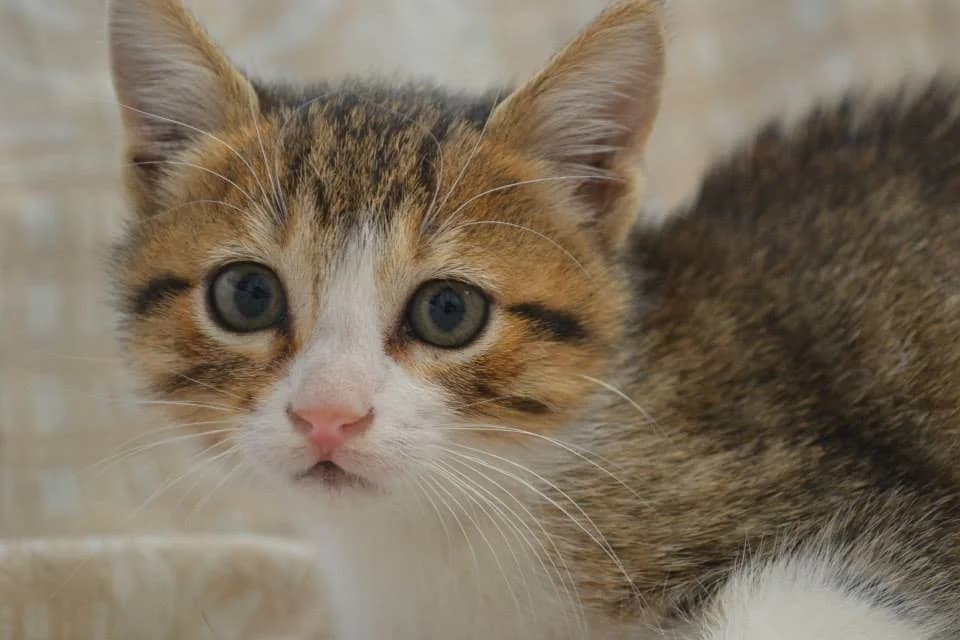 Noodle, Mixed Breed for adoption at ZEIL — Ζωοφιλική Ένωση Ηλιούπολης, Helioupoli (Athens)