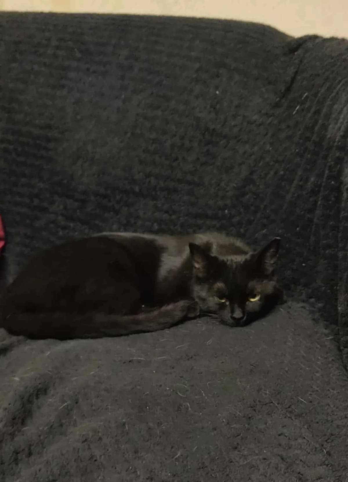 Pepper, Mixed Breed for adoption at ZEIL — Ζωοφιλική Ένωση Ηλιούπολης, Helioupoli (Athens)