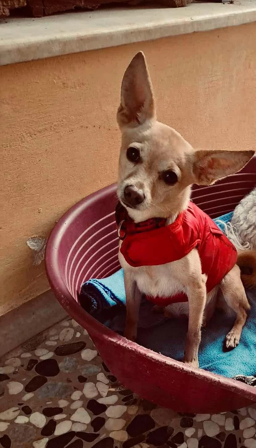 Dalida (Δαλιδά), Mixed Breed for adoption at ZEIL — Ζωοφιλική Ένωση Ηλιούπολης, Helioupoli (Athens)