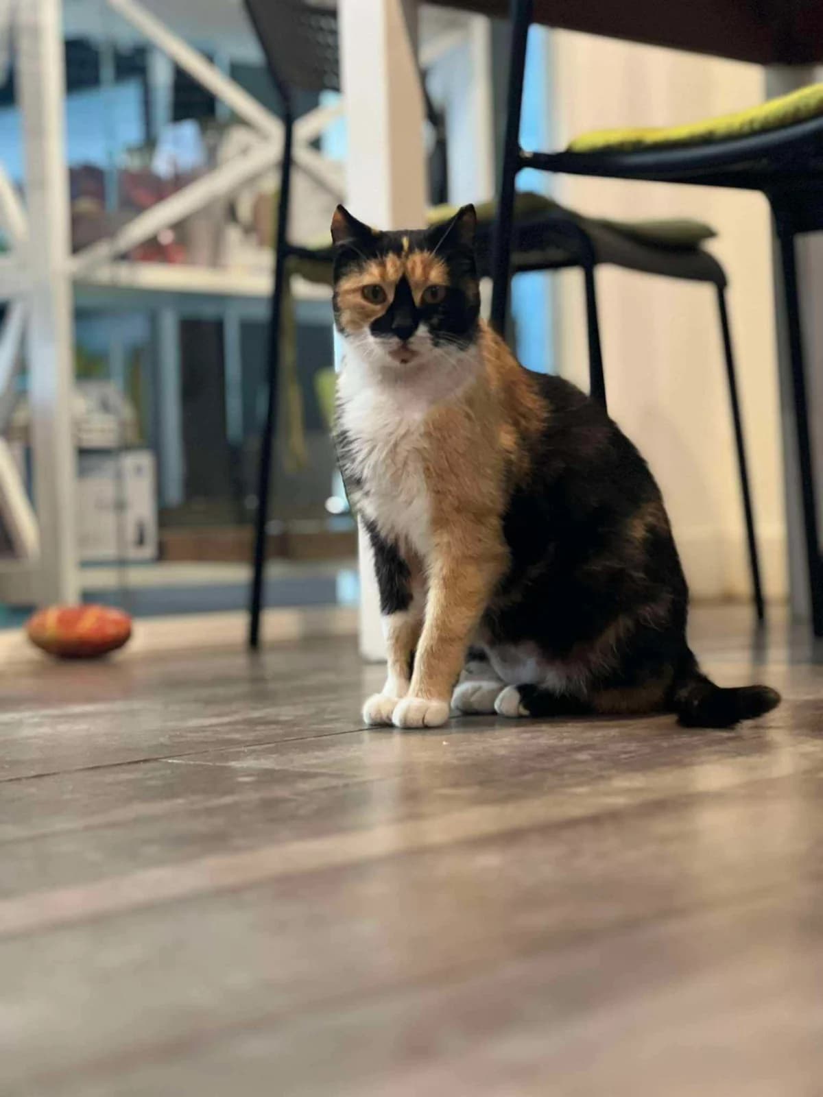 Tzina (Τζίνα), Mixed Breed for adoption at ZEIL — Ζωοφιλική Ένωση Ηλιούπολης, Helioupoli (Athens)