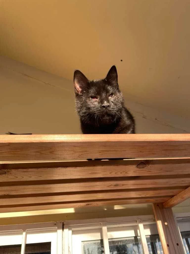Agkire (Αγκιρε), Mixed Breed for adoption at ZEIL — Ζωοφιλική Ένωση Ηλιούπολης, Helioupoli (Athens)