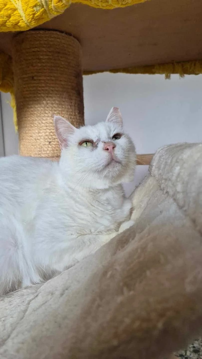 Toriel (Τόριελ), Mixed Breed for adoption at ZEIL — Ζωοφιλική Ένωση Ηλιούπολης, Helioupoli (Athens)