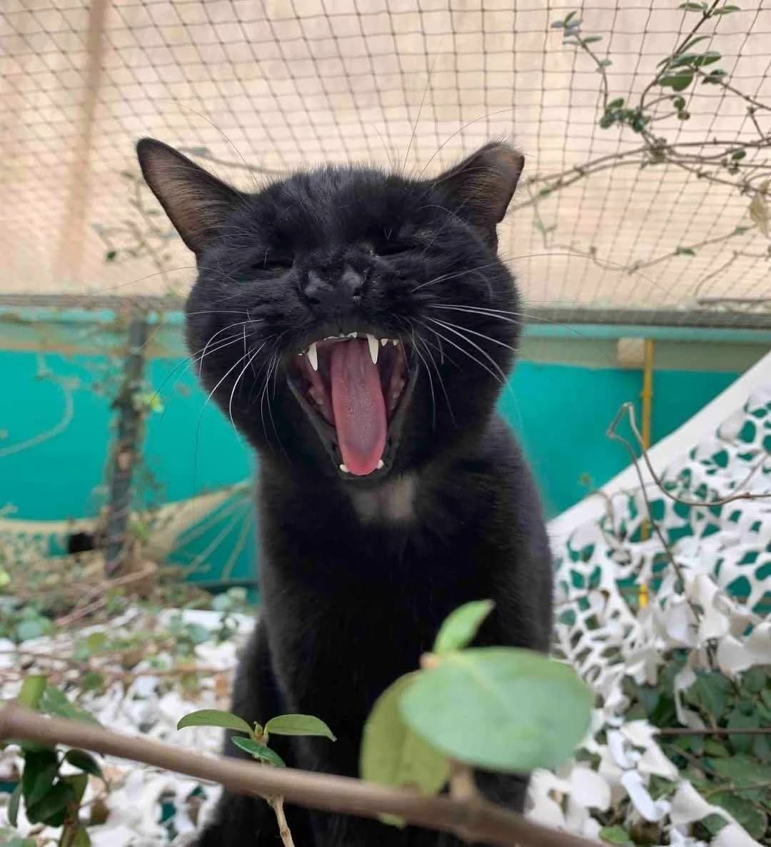Jethro, Mixed Breed for adoption at ZEIL — Ζωοφιλική Ένωση Ηλιούπολης, Helioupoli (Athens)