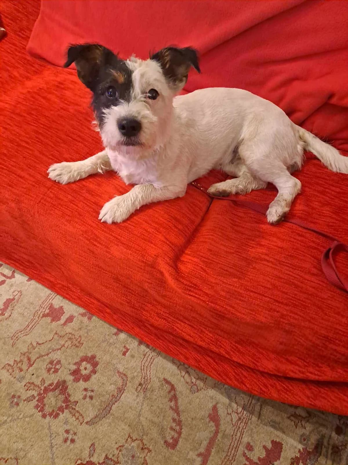 Loysinta (Λουσίντα), Mixed Breed for adoption at ZEIL — Ζωοφιλική Ένωση Ηλιούπολης, Helioupoli (Athens)