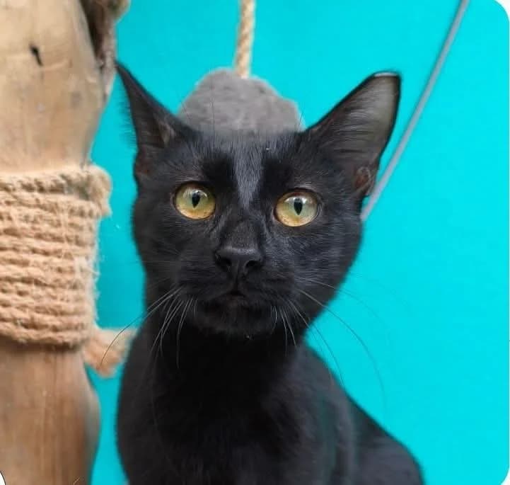 Berry, Mixed Breed for adoption at ZEIL — Ζωοφιλική Ένωση Ηλιούπολης, Helioupoli (Athens)