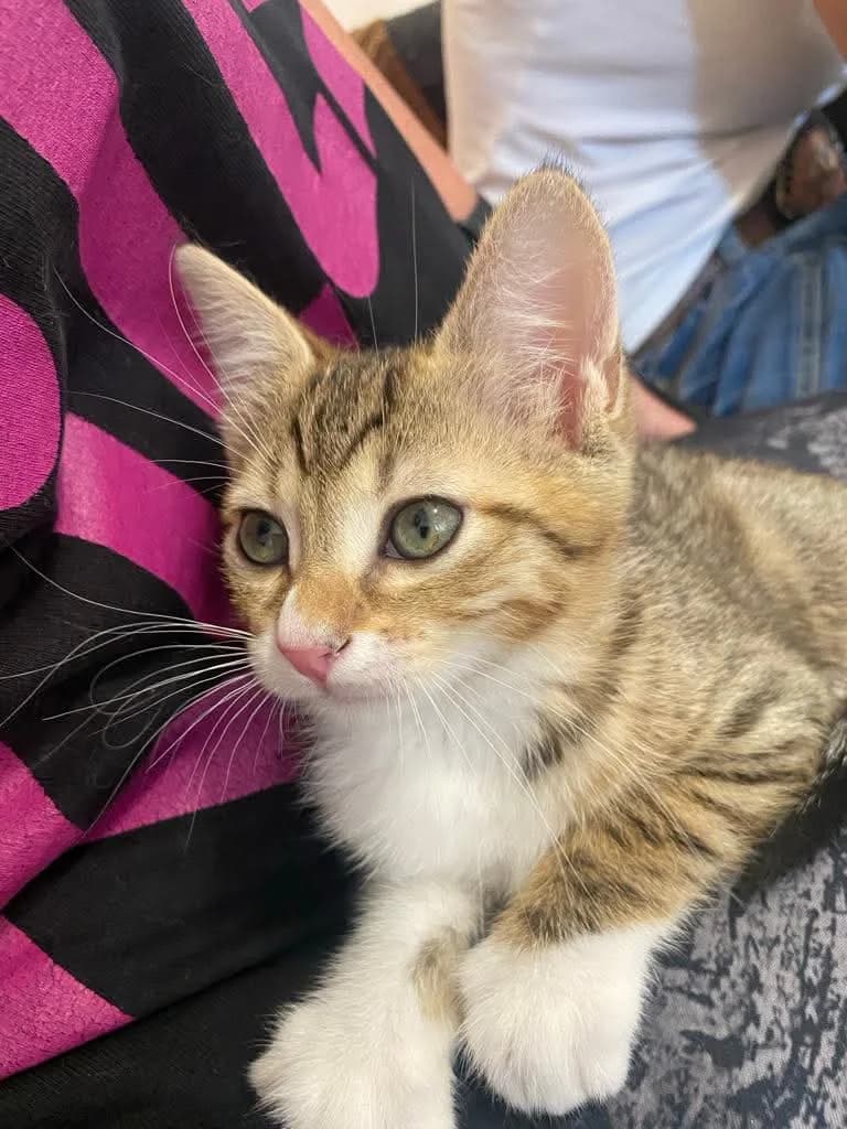 Jelly Bean, Mixed Breed for adoption at ZEIL — Ζωοφιλική Ένωση Ηλιούπολης, Helioupoli (Athens)