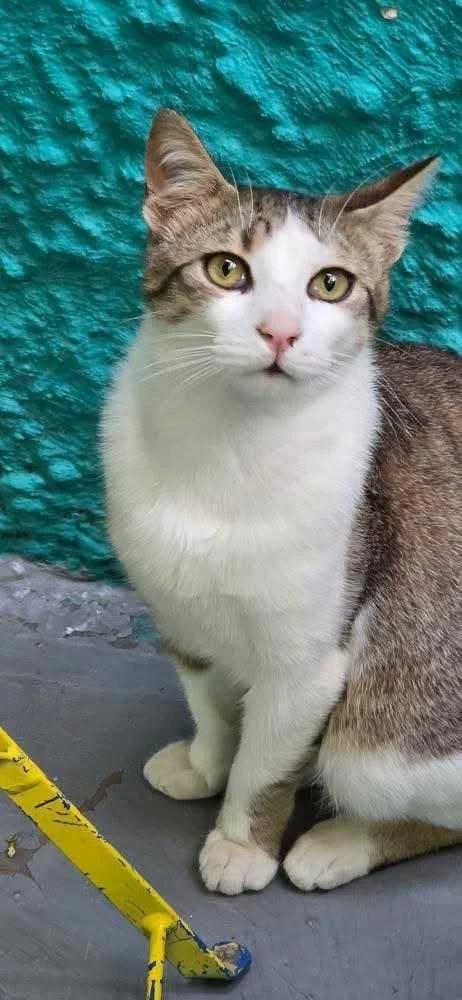 Serlok (Σέρλοκ), Mixed Breed for adoption at ZEIL — Ζωοφιλική Ένωση Ηλιούπολης, Helioupoli (Athens)