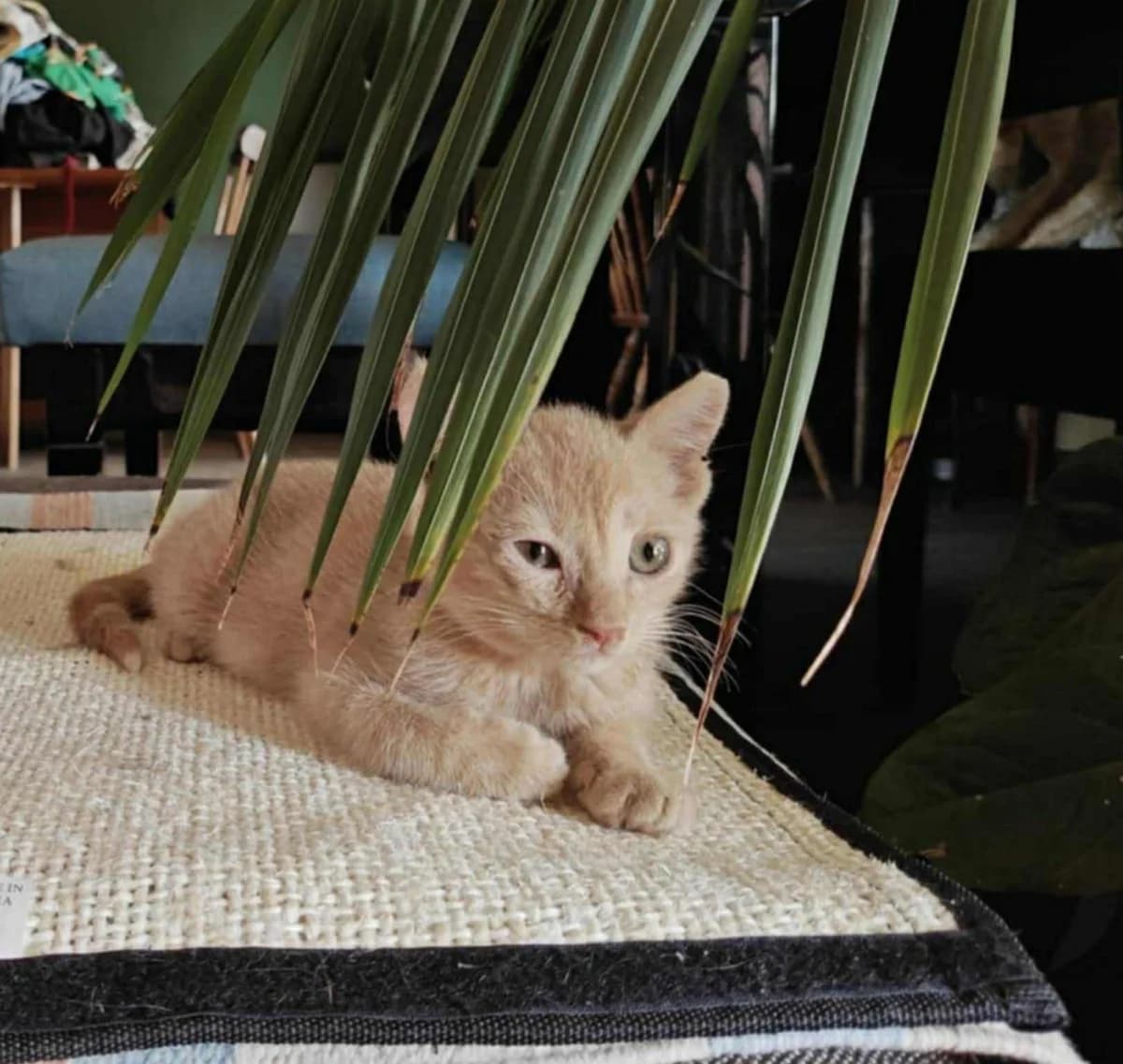 Korina (Κορίνα), Mixed Breed for adoption at ZEIL — Ζωοφιλική Ένωση Ηλιούπολης, Helioupoli (Athens)