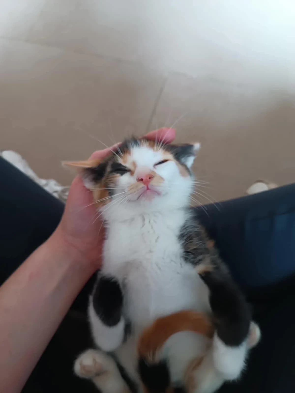 Nalisa (Ναλίσα), Mixed Breed for adoption at ZEIL — Ζωοφιλική Ένωση Ηλιούπολης, Helioupoli (Athens)