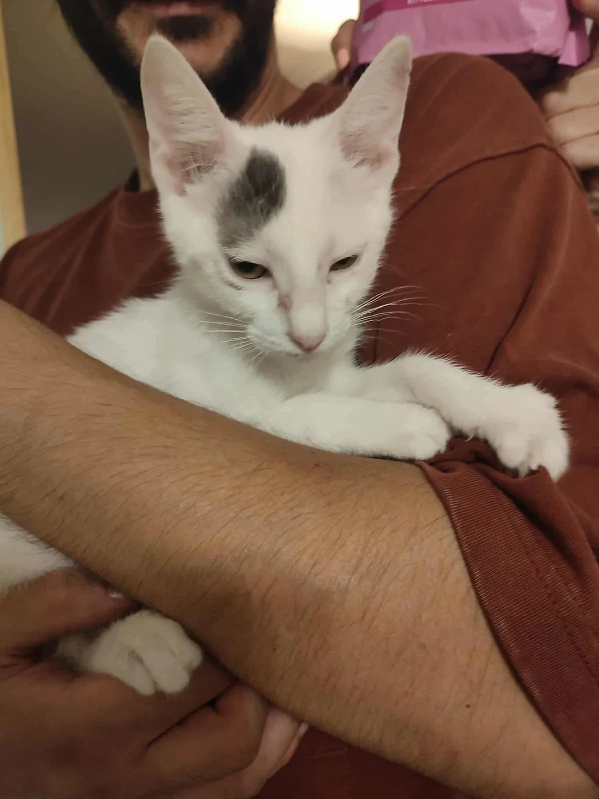 Lola (Λόλα), Mixed Breed for adoption at ZEIL — Ζωοφιλική Ένωση Ηλιούπολης, Helioupoli (Athens)