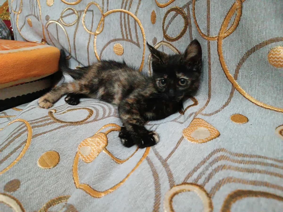 Loyla (Λούλα), Mixed Breed for adoption at ZEIL — Ζωοφιλική Ένωση Ηλιούπολης, Helioupoli (Athens)