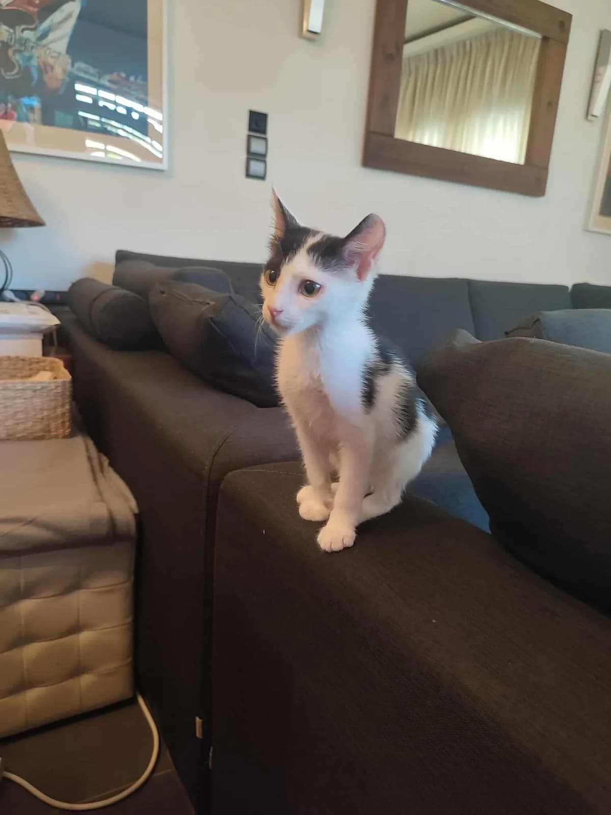 Tsarli (Τσάρλι), Mixed Breed for adoption at ZEIL — Ζωοφιλική Ένωση Ηλιούπολης, Helioupoli (Athens)