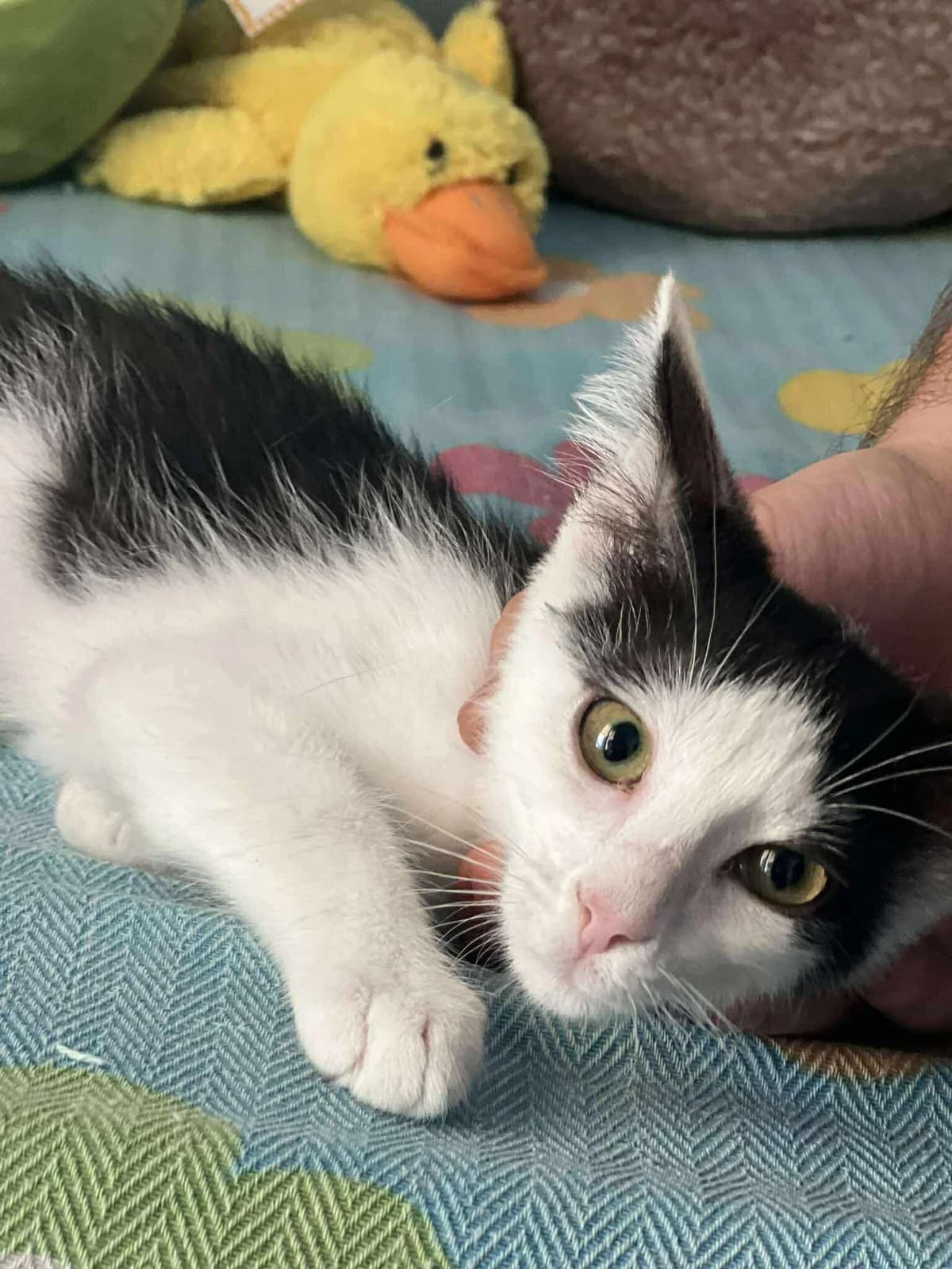 Oyki (Ούκι), Mixed Breed for adoption at ZEIL — Ζωοφιλική Ένωση Ηλιούπολης, Helioupoli (Athens)