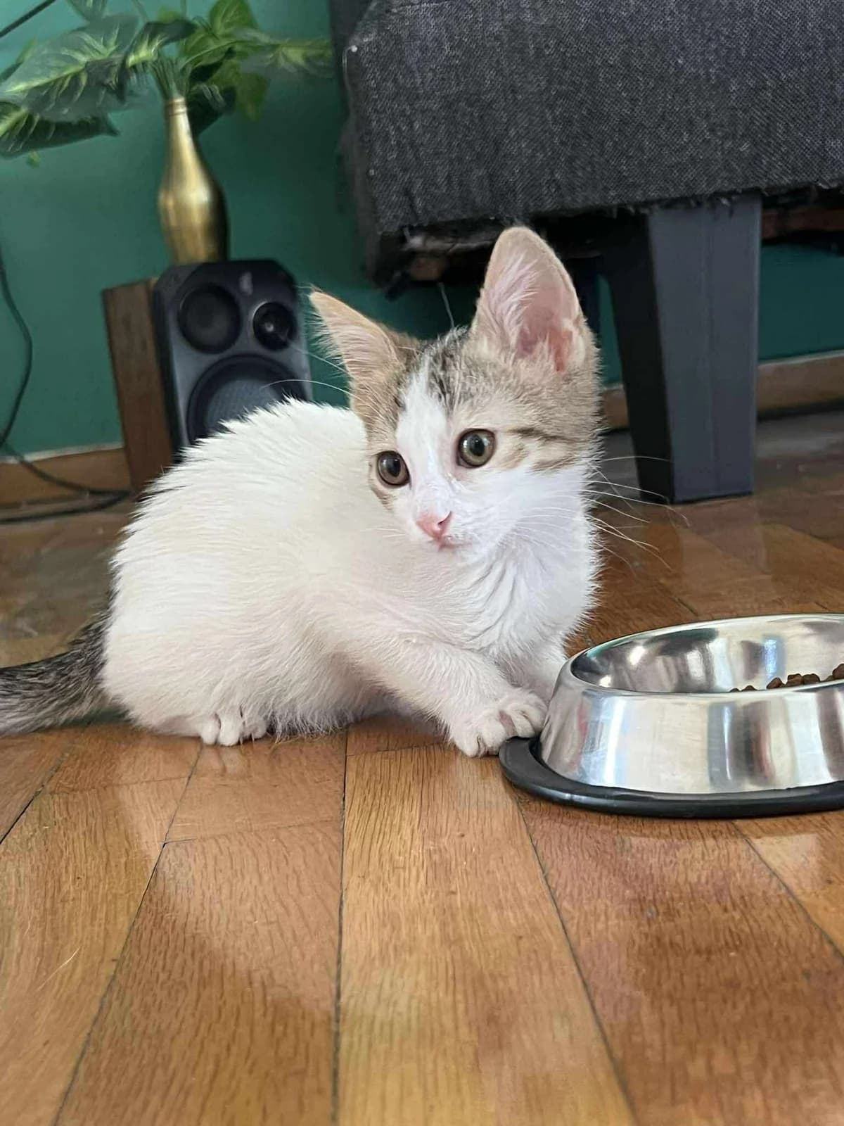 Leo, Mixed Breed for adoption at ZEIL — Ζωοφιλική Ένωση Ηλιούπολης, Helioupoli (Athens)