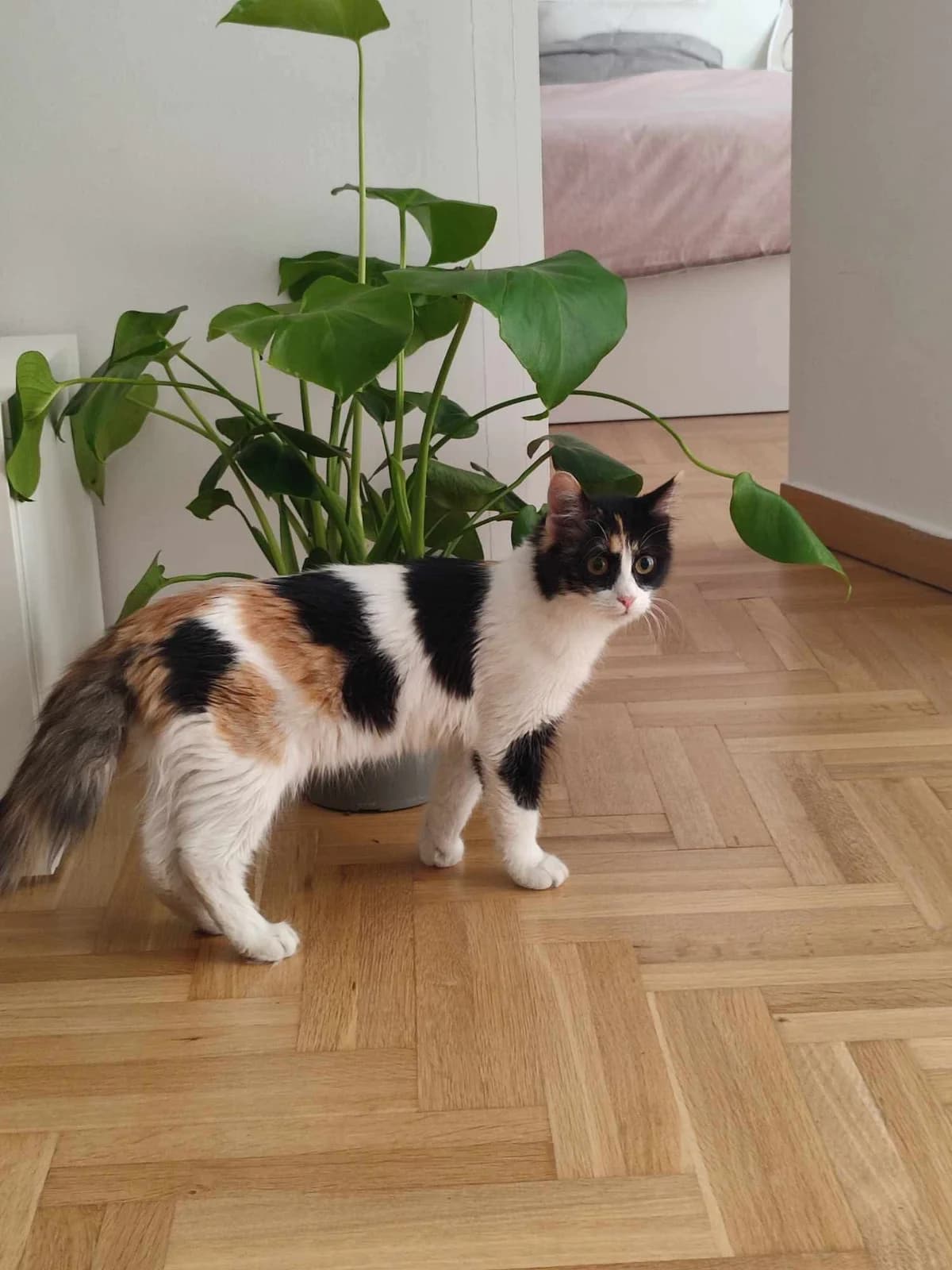 Channel,  Mixed Breed for adoption at ZEIL — Ζωοφιλική Ένωση Ηλιούπολης, Helioupoli (Athens)
