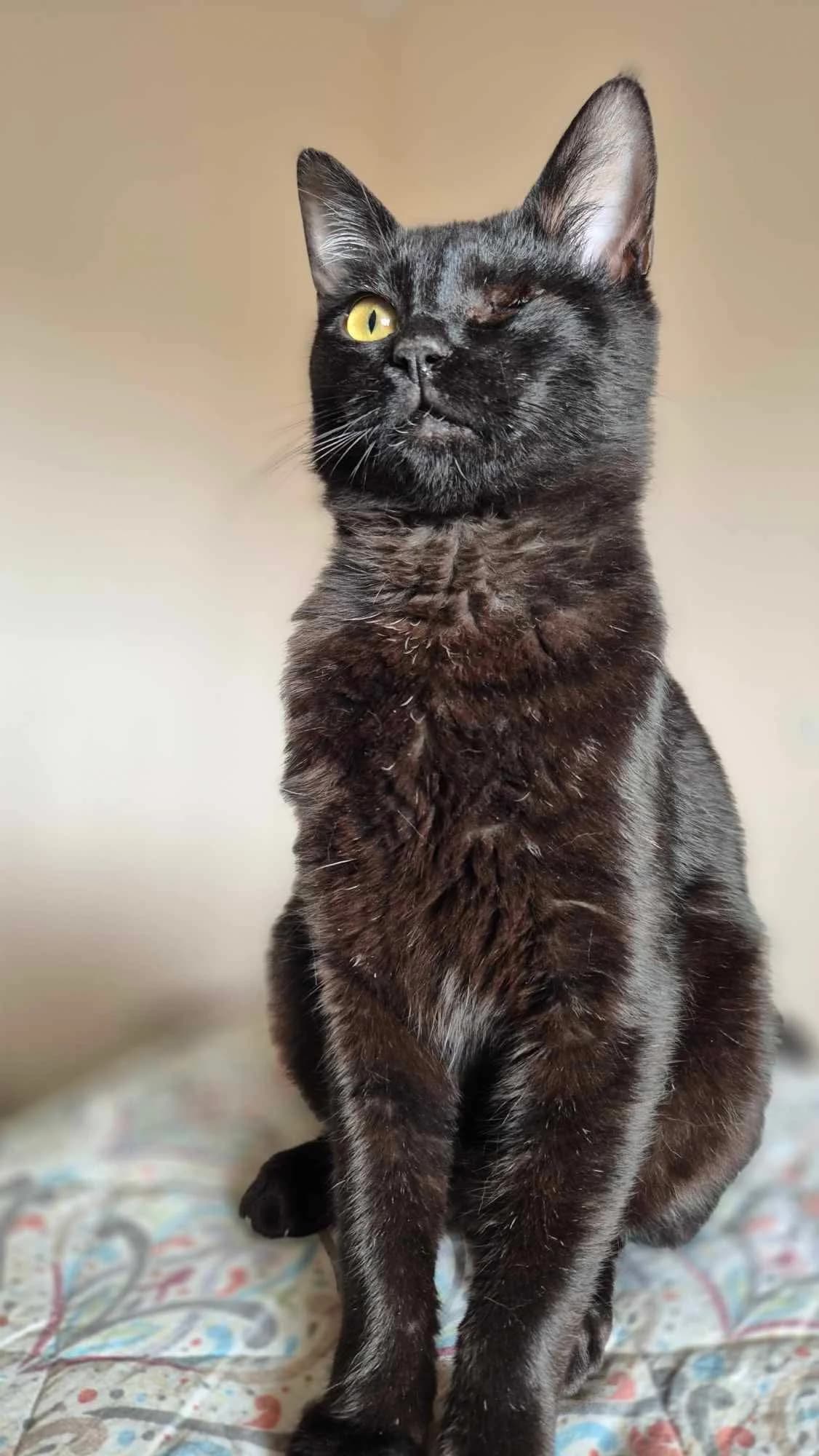Lenon (Λένον),  Mixed Breed for adoption at ZEIL — Ζωοφιλική Ένωση Ηλιούπολης, Helioupoli (Athens)