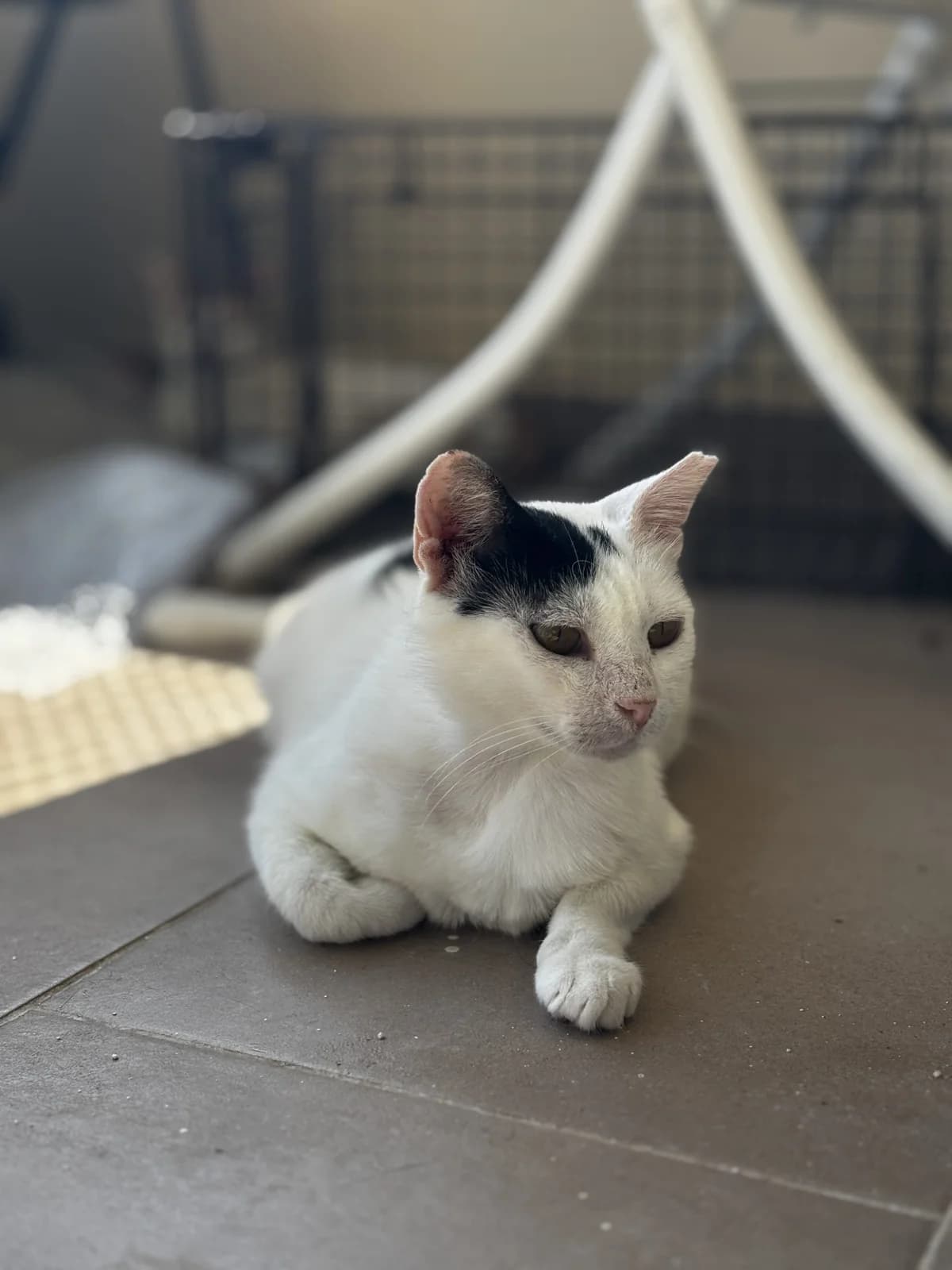 Ntona (Ντόνα),  Mixed Breed for adoption at ZEIL — Ζωοφιλική Ένωση Ηλιούπολης, Helioupoli (Athens)