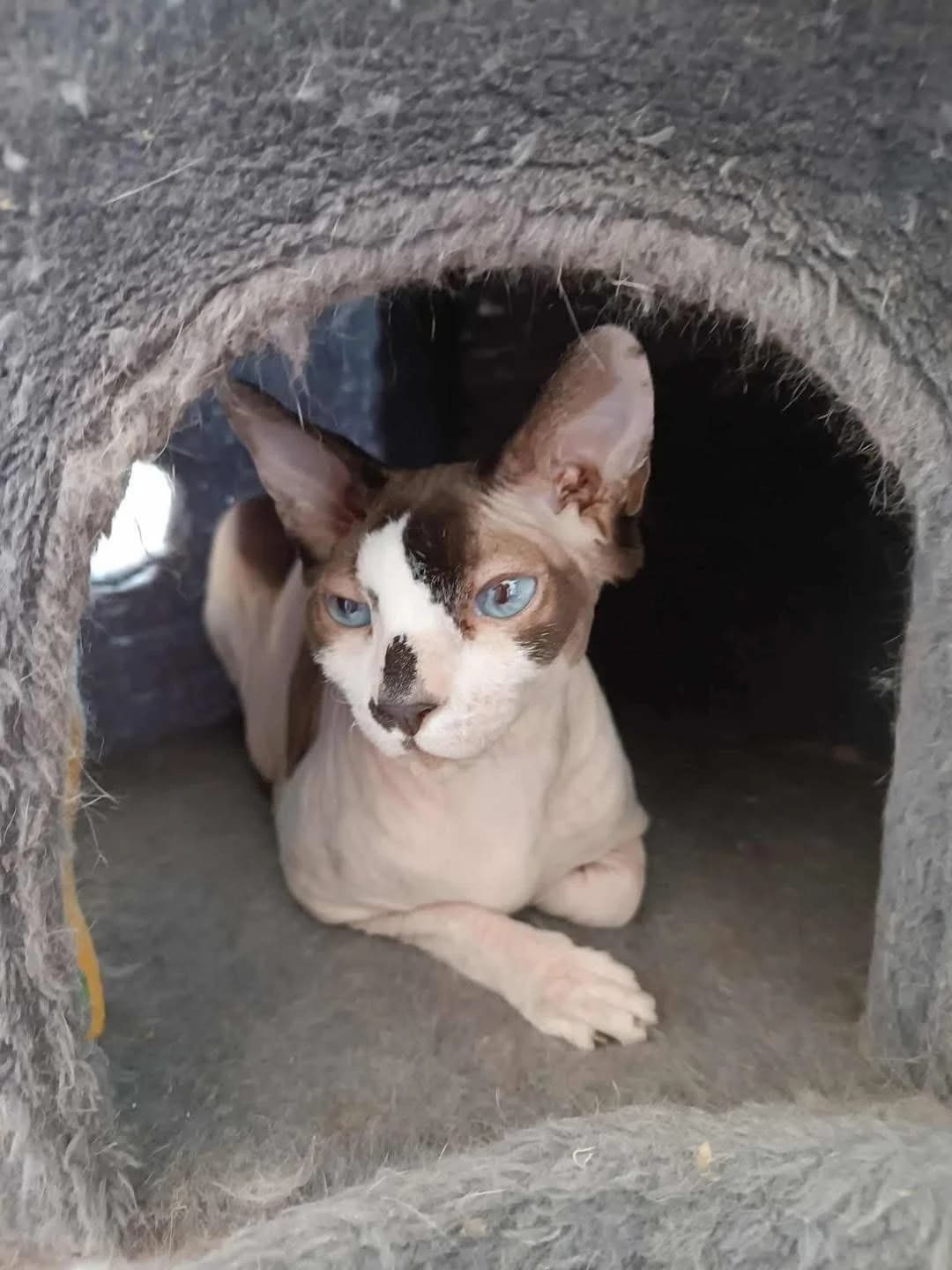 Karaflas (Καράφλας),  Mixed Breed for adoption at ZEIL — Ζωοφιλική Ένωση Ηλιούπολης, Helioupoli (Athens)