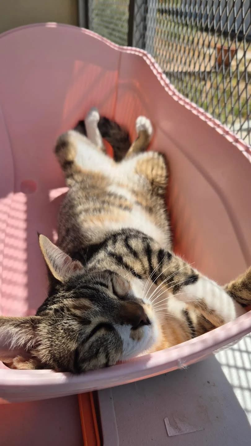 Tzoselin (Τζόσελιν),  Mixed Breed for adoption at ZEIL — Ζωοφιλική Ένωση Ηλιούπολης, Helioupoli (Athens)
