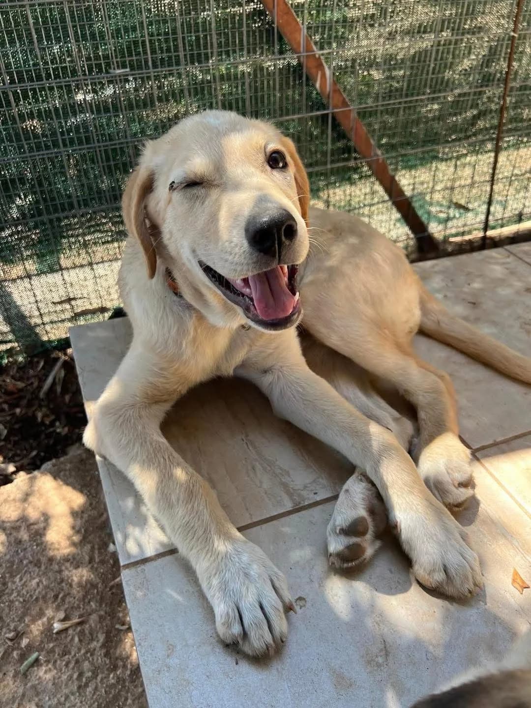 Luz,  Mixed Breed for adoption at ZEIL — Ζωοφιλική Ένωση Ηλιούπολης, Helioupoli (Athens)