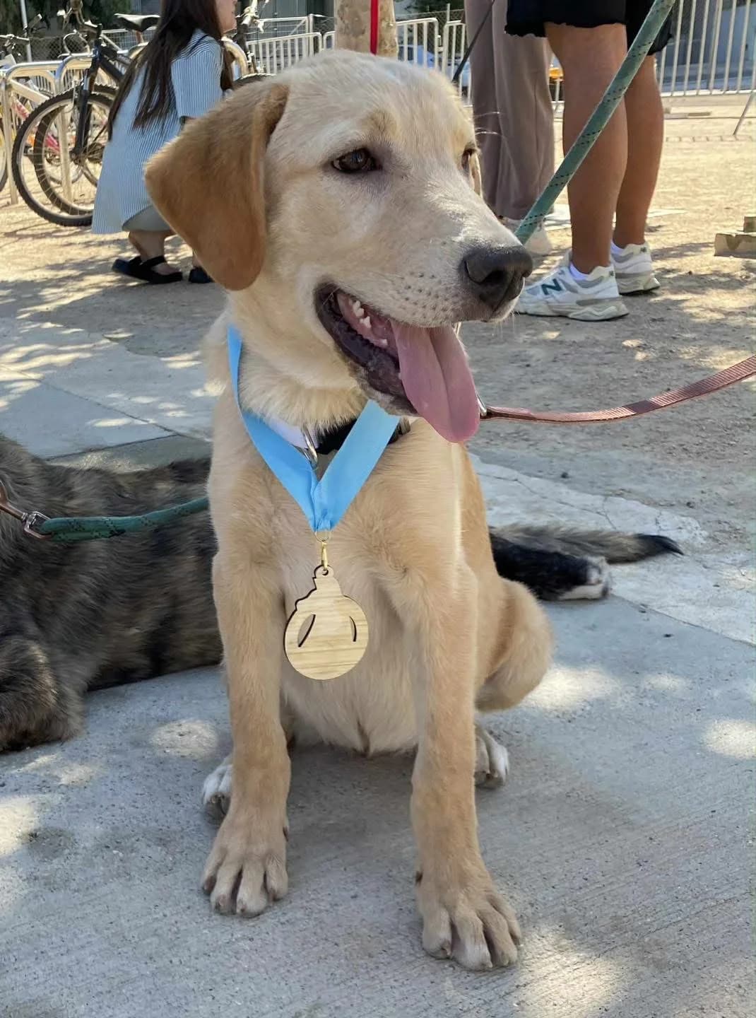 Alba,  Mixed Breed for adoption at ZEIL — Ζωοφιλική Ένωση Ηλιούπολης, Helioupoli (Athens)