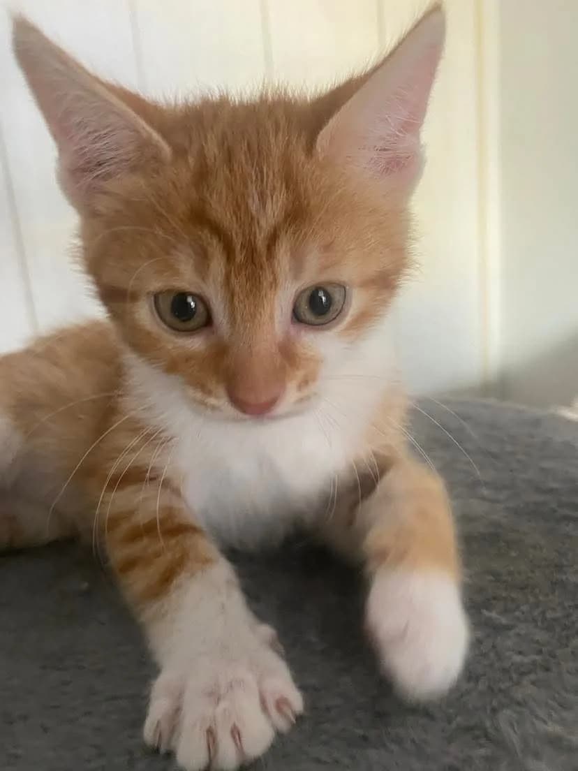 Tzaz (Τζαζ),  Mixed Breed for adoption at ZEIL — Ζωοφιλική Ένωση Ηλιούπολης, Helioupoli (Athens)
