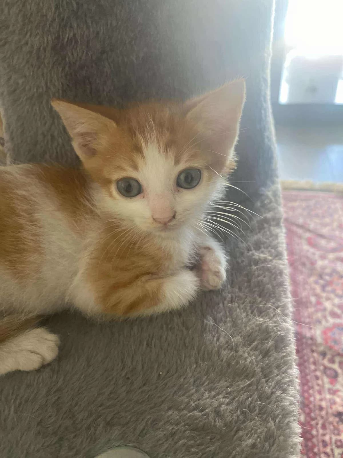 Rusty,  Mixed Breed for adoption at ZEIL — Ζωοφιλική Ένωση Ηλιούπολης, Helioupoli (Athens)