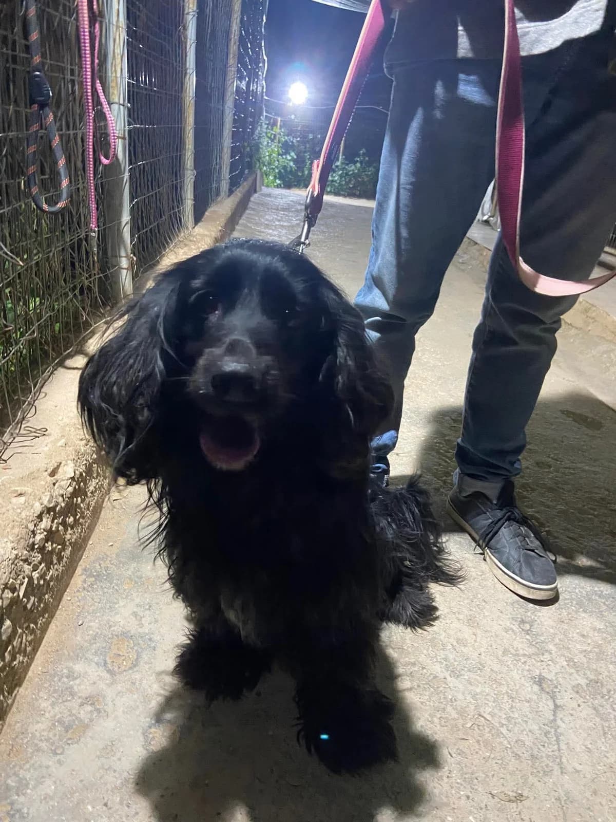 Marlei (Μάρλεϊ),  Mixed Breed for adoption at ZEIL — Ζωοφιλική Ένωση Ηλιούπολης, Helioupoli (Athens)