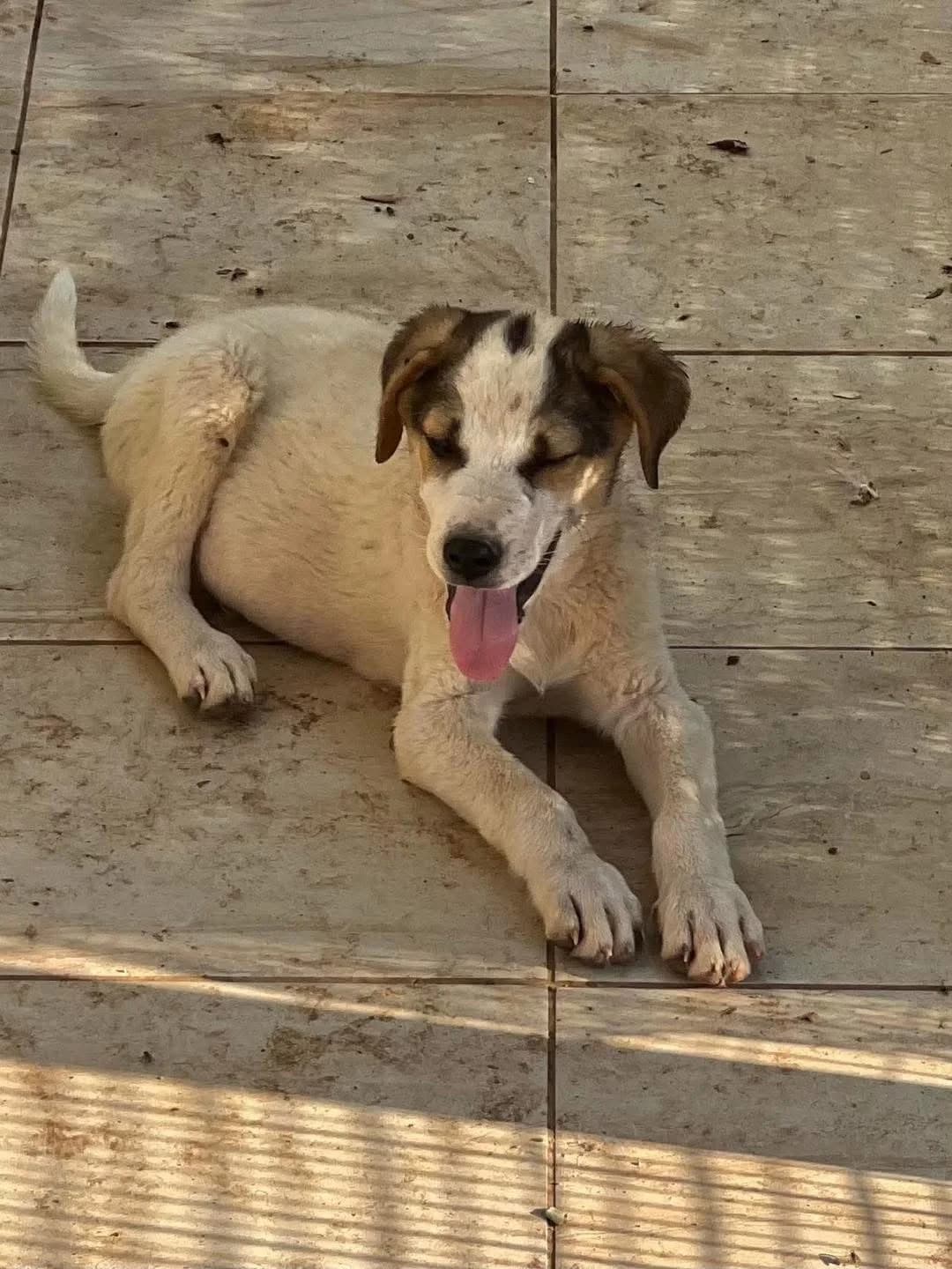 Oreo,  Mixed Breed for adoption at ZEIL — Ζωοφιλική Ένωση Ηλιούπολης, Helioupoli (Athens)