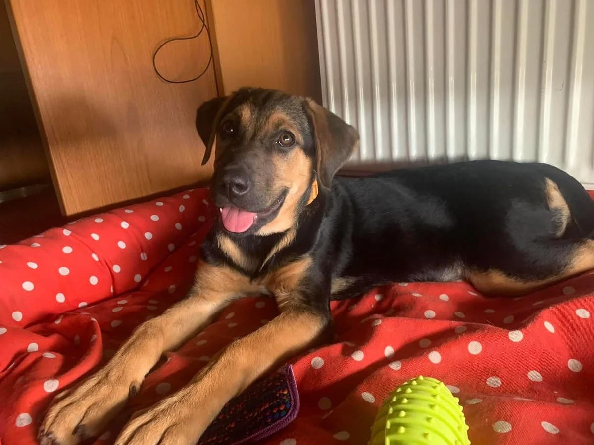 Kapoytsina (Καπουτσίνα),  Mixed Breed for adoption at ZEIL — Ζωοφιλική Ένωση Ηλιούπολης, Helioupoli (Athens)