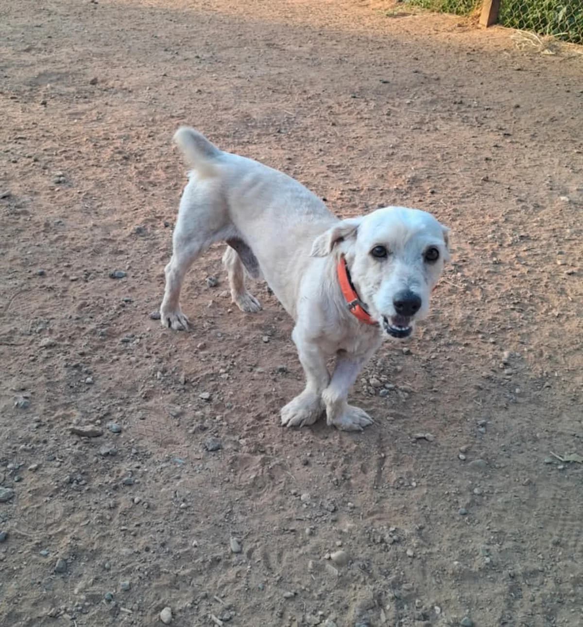 Melios (Μέλιος),  Mixed Breed for adoption at ZEIL — Ζωοφιλική Ένωση Ηλιούπολης, Helioupoli (Athens)