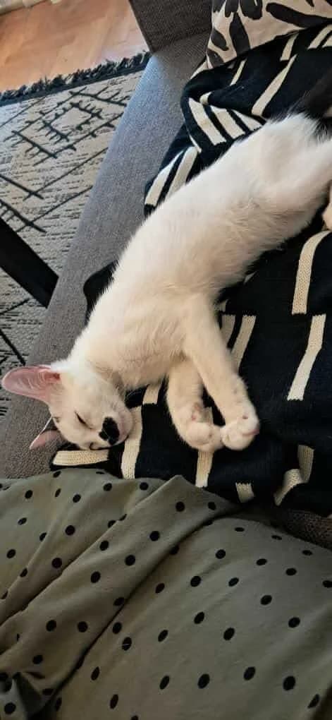 Adolfos (Αδόλφος),  Mixed Breed for adoption at ZEIL — Ζωοφιλική Ένωση Ηλιούπολης, Helioupoli (Athens)