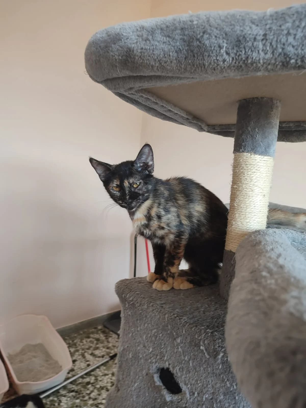 Pasta Flora (Πάστα Φλώρα),  Mixed Breed for adoption at ZEIL — Ζωοφιλική Ένωση Ηλιούπολης, Helioupoli (Athens)